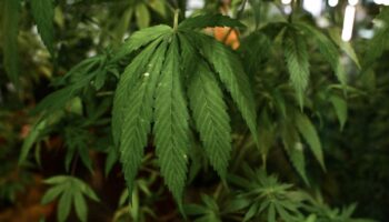 Amsterdam participera à une expérimentation de vente de cannabis produit aux Pays-Bas